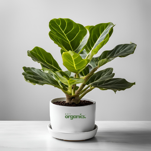 Fiddle Leaf Fig Plant - Medium