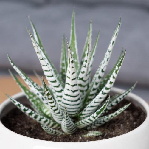 Zebra Plant - Haworthia fasciata