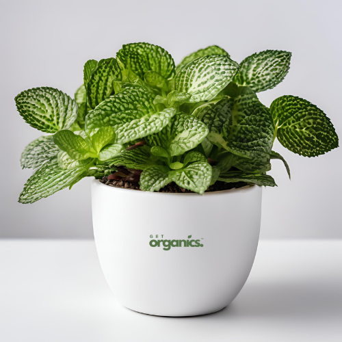 Fittonia (Nerve Plant) - Green