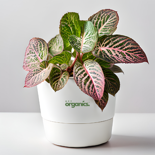 Fittonia (Nerve Plant) - Pink