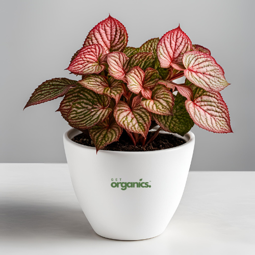 Fittonia (Nerve Plant) - Red