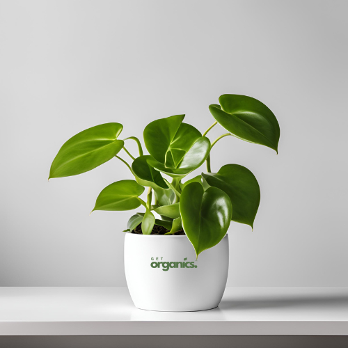 Green Money Plant (Epipremnum aureum)