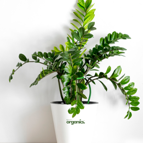 Green ZZ Plant (Zamioculcas zamiifolia)