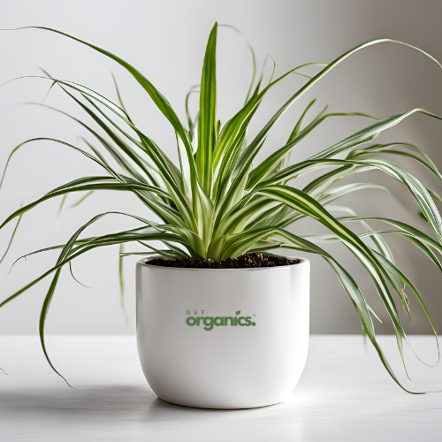 Spider Plant (Chlorophytum Comosum ) - Small