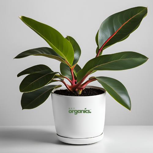 Rubber Plant (Ficus elastica) - Medium