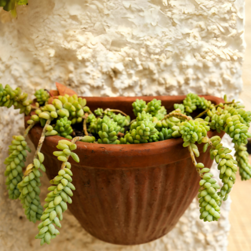 Burro's Tail or Donkey's tail Plant (Sedum morganianum)