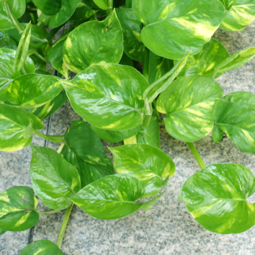 Golden Money Plant (Epipremnum aureum 'Golden')