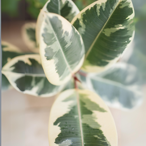 Variegated Rubber Plant (Ficus elastica 'Variegata')