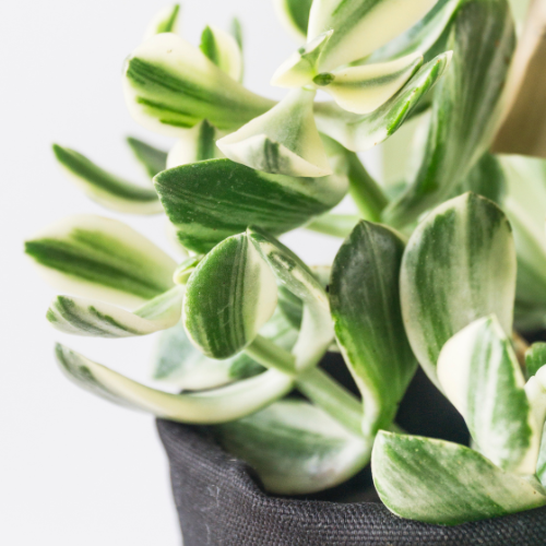 Variegated Jade Plant (Crassula ovata 'Variegata')