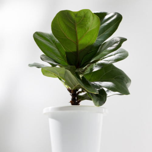 Fiddle Leaf Fig Plant - Medium