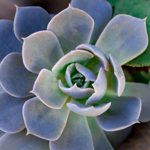 Blue Rose Echeveria (Echeveria 'Imbricata')