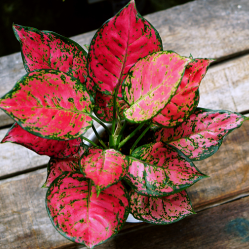 Aglaonema Red Plant (Aglaonema 'Siam Aurora')