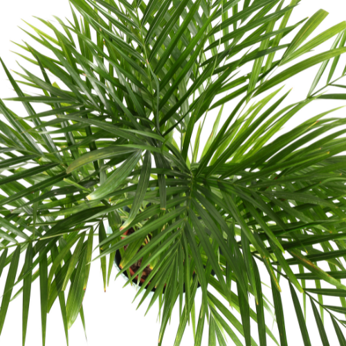 Areca Palm (Dypsis lutescens) 