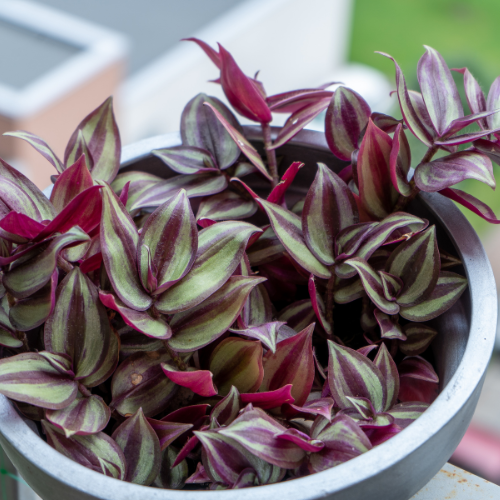 Wandering Jew (Tradescantia zebrina)