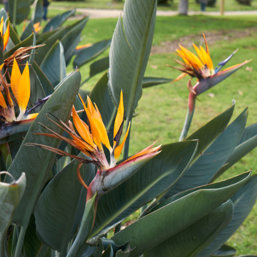 Bird of Paradise Plant (Strelitzia reginae) - Medium