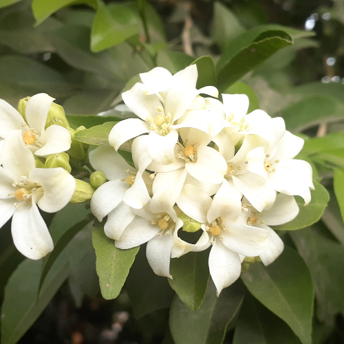 Kamini (Murraya paniculata, Orange Jasmine)