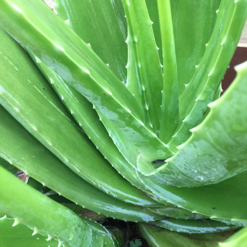 Aloe Vera (Aloe barbadensis miller)