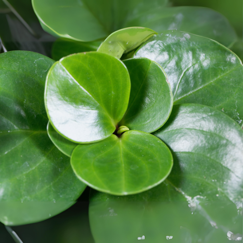 Peperomia obtusifolia (Baby Rubber Plant)