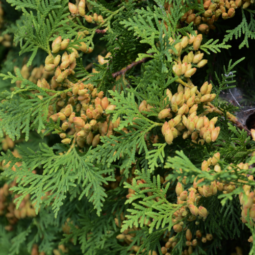 Thuja Plant (Thuja occidentalis)