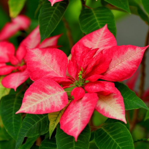 Pink Poinsettia (Euphorbia pulcherrima)