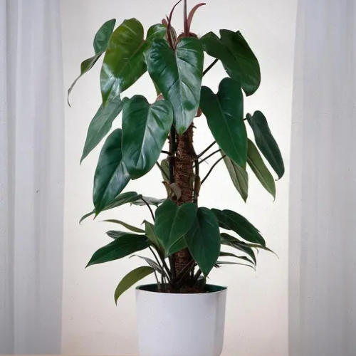 Philodendron Red (Philodendron erubescens or Philodendron 'Red Emerald')