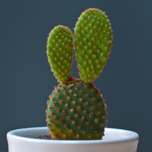 Bunny Ear Cactus (Opuntia microdasys)