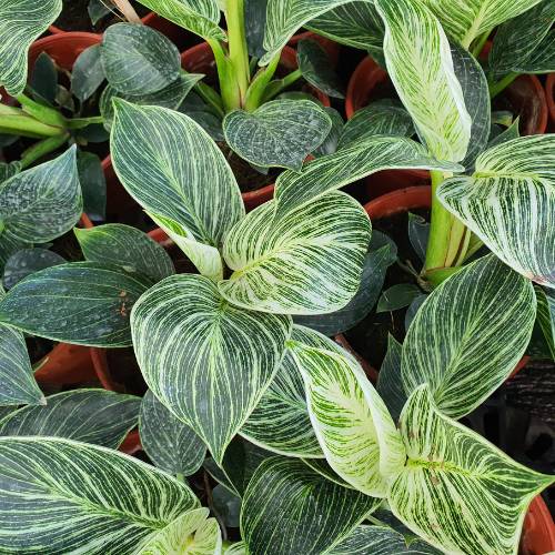 Philodendron Birkin Plant