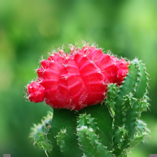 Moon Cactus (Gymnocalycium mihanovichii)