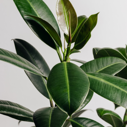 Rubber Plant (Ficus elastica) - Medium