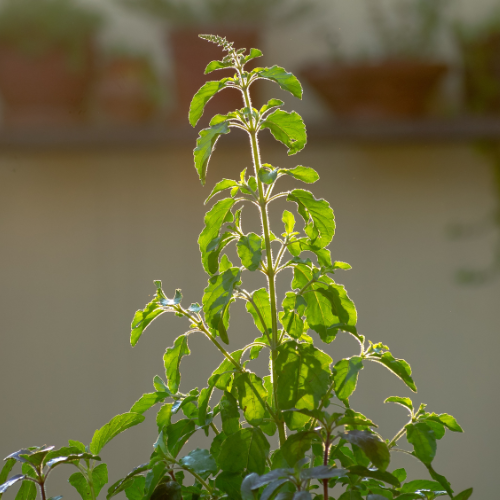 Rama Tulsi (Ocimum sanctum, Holy Basil)