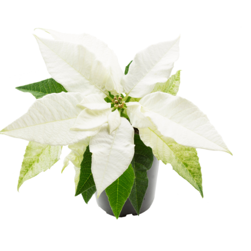 White Poinsettia (Euphorbia pulcherrima)