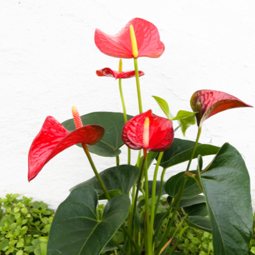 Anthurium Red (Anthurium Andraeanum)