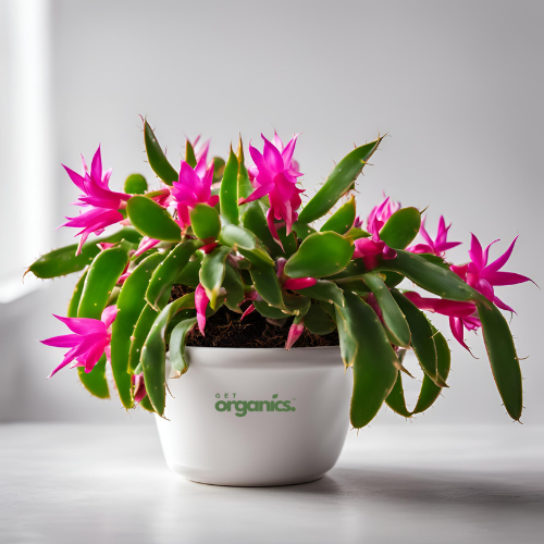 Christmas Cactus (Schlumbergera spp.)