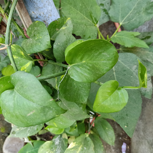 Green Money Plant (Epipremnum aureum)