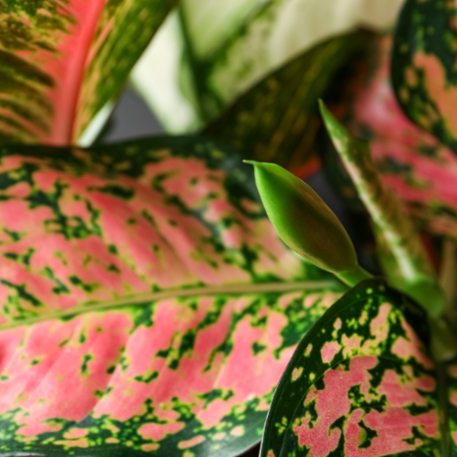 Aglaonema Pink Beauty (Aglaonema commutatum)