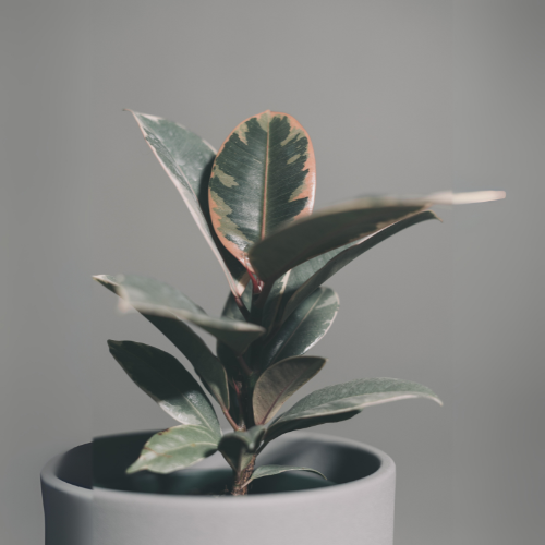 Variegated Rubber Plant (Ficus elastica 'Variegata')