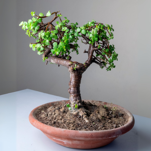 Jade Plant Bonsai (Crassula ovata)