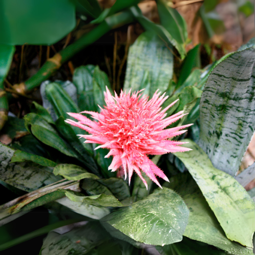 Aechmea Fasciata (Silver Vase Plant, Urn Plant)