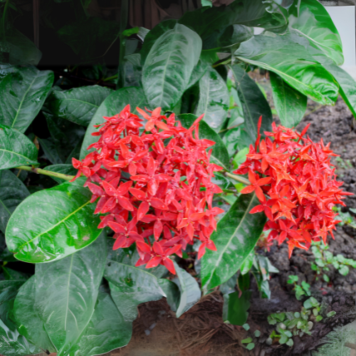 Ixora (Rugmini) Plant - Red