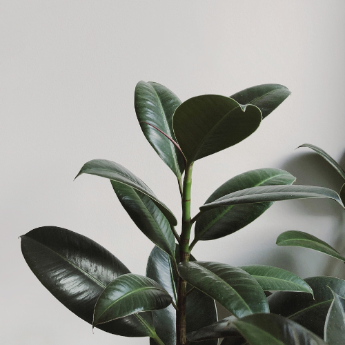 Rubber Plant (Ficus elastica) - Medium