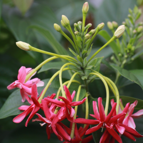 Madhumalti (Rangoon Creeper, Quisqualis indica)