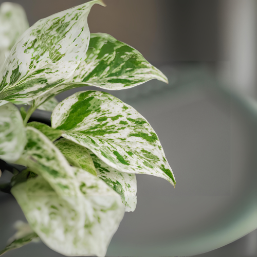 Marble Queen Money Plant (Epipremnum aureum 'Marble Queen')