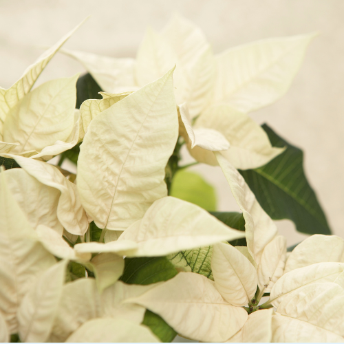 White Poinsettia (Euphorbia pulcherrima)