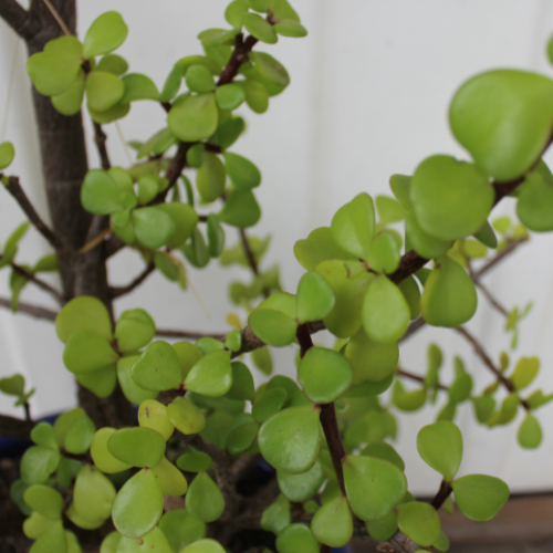 Jade plant (Crassula ovata)