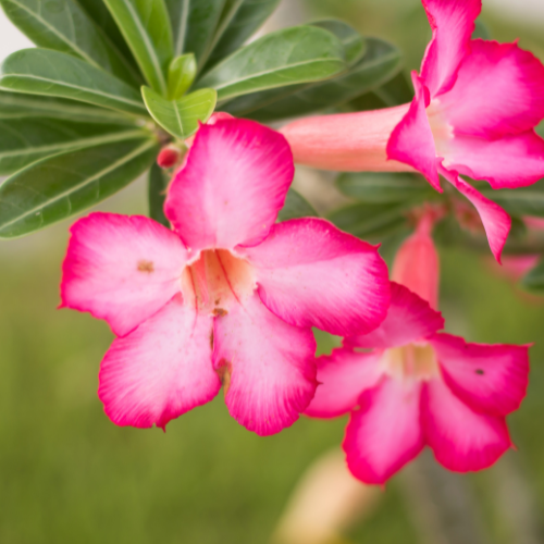 Desert Rose (Adenium Obesum)