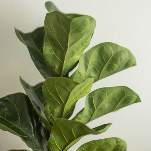 Fiddle Leaf Fig Plant - Medium