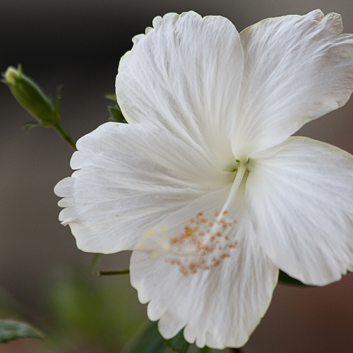 White Hibiscus (Hibiscus rosa-sinensis)