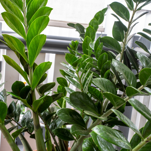 Green ZZ Plant (Zamioculcas zamiifolia)