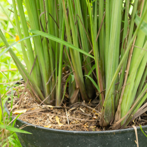 Lemongrass Plant (Cymbopogon citratus)