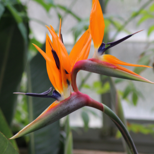 Bird of Paradise Plant (Strelitzia reginae) - Medium